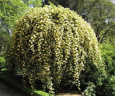 Lady Banksia