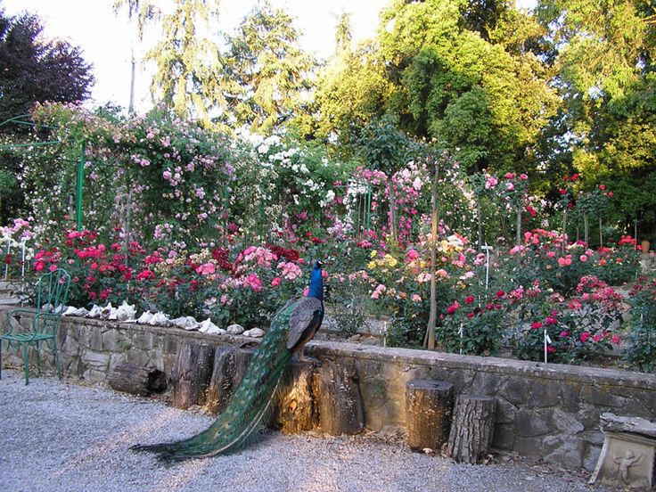 Cavriglia rose garden