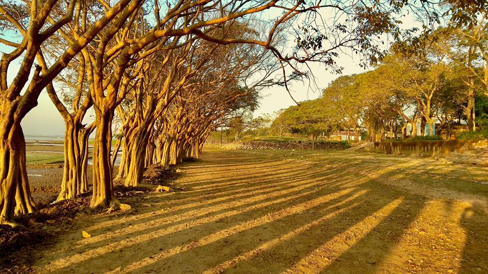 জংলা গাছ