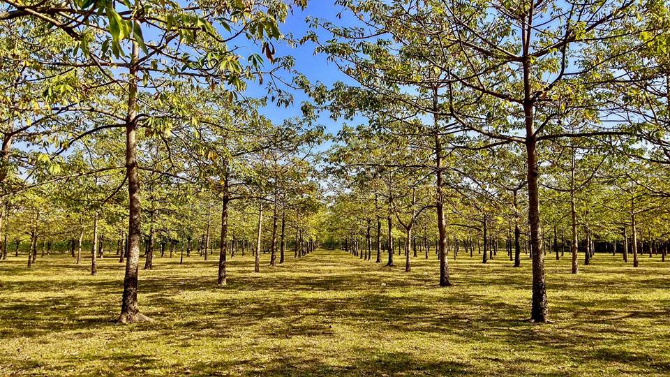 বিস্তৃত শিমুল বাগান