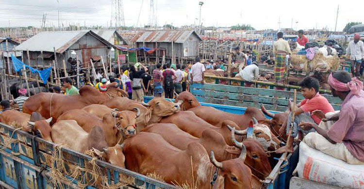 গরুর হাট