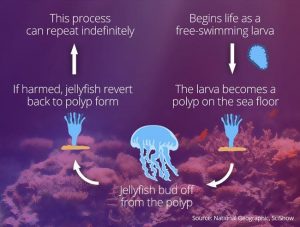Immortal jellyfish life cycle