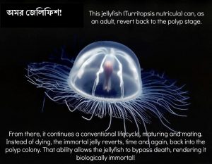 immortal jellyfish 