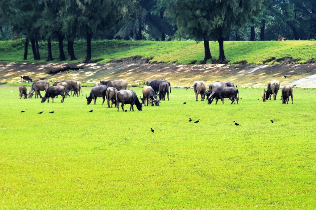 কর্ণফুলীর পাড়ে সবুজ চারণভূমি