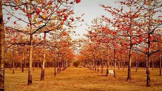 শিমুল বাগান