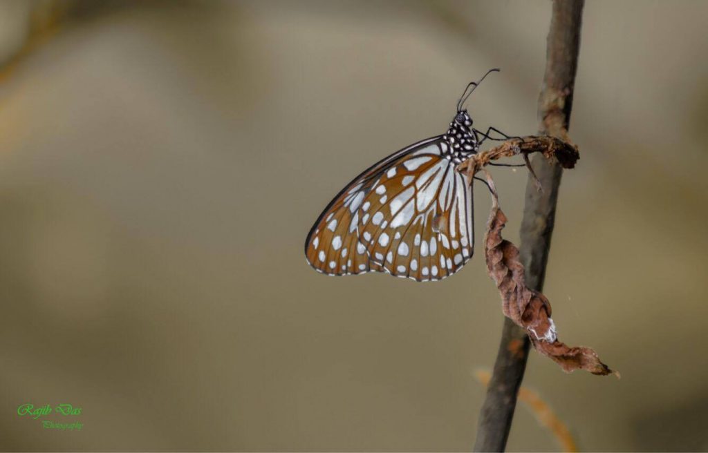 Blue Tiger