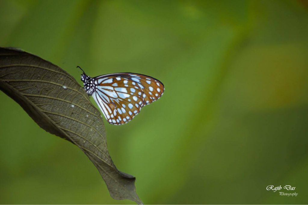 Blue Tiger