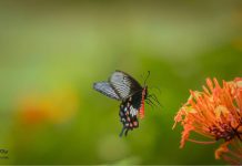 ফটোগ্রাফী : বর্ণিল প্রজাপতি Common Mormon