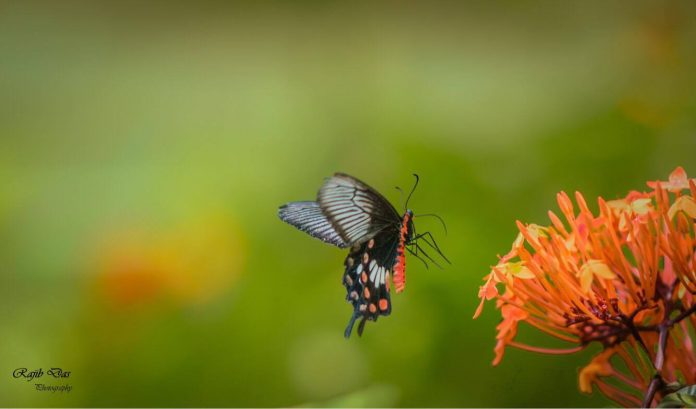 Common Mormon