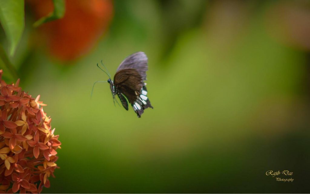 Common Mormon