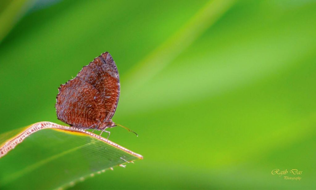 Common Plamfly (male)