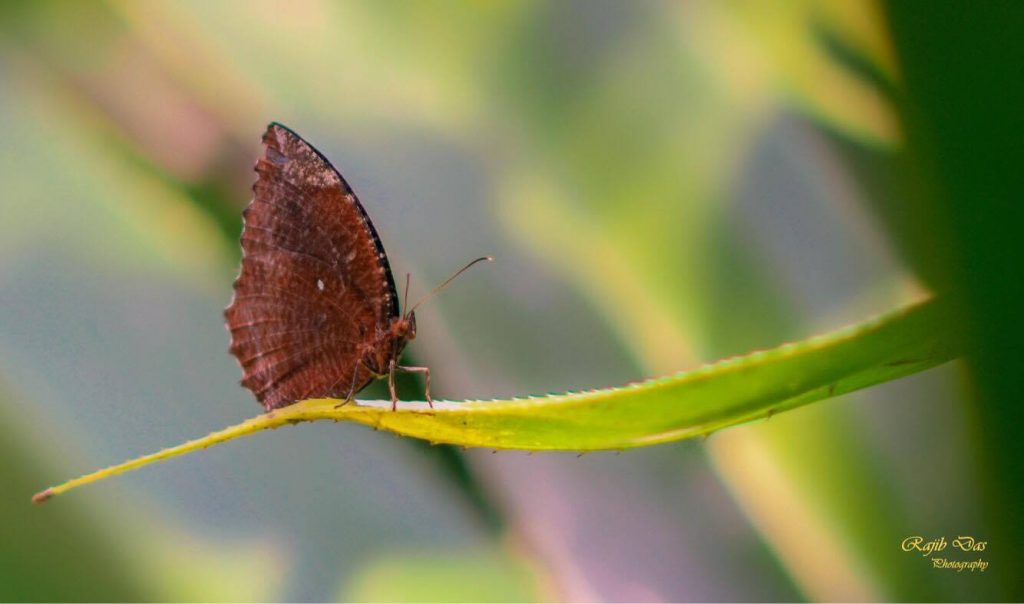 Common Plamfly (male)