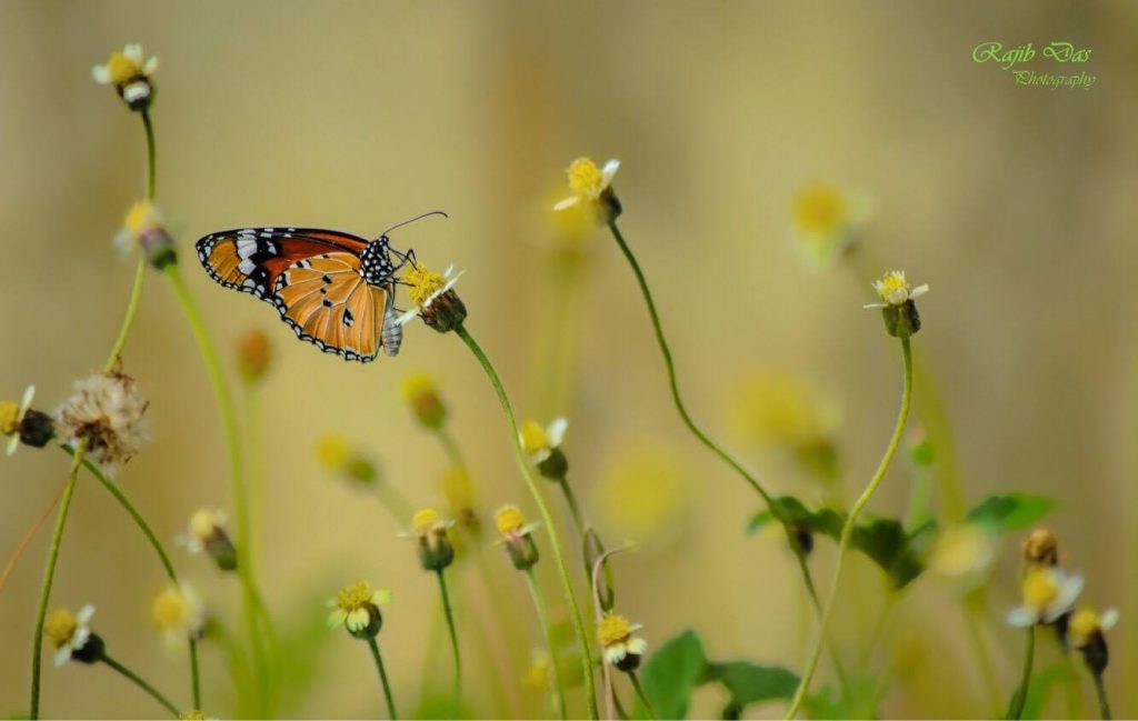 Plain Tiger