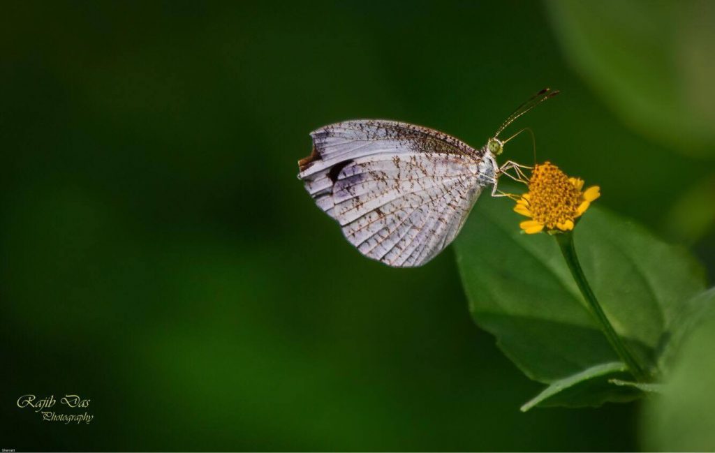 Psyche Butterfly