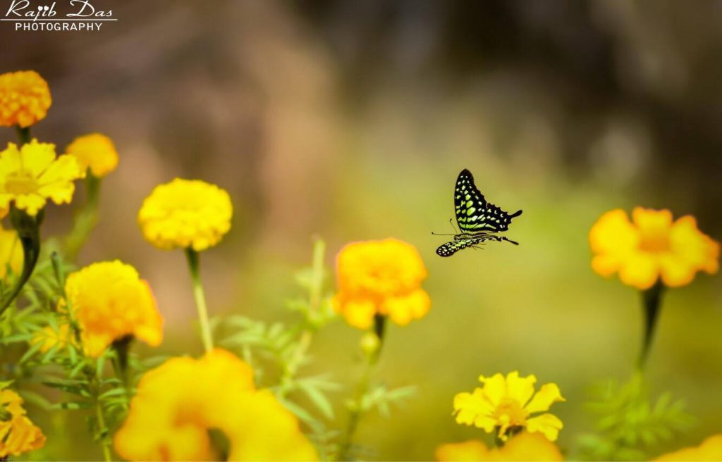 Tailed Jay