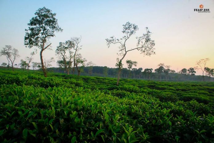 চা বাগানের প্রকৃত সৌন্দর্য