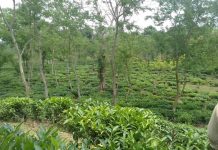 চট্টগ্রামেই সিলেটের স্বাদ চা বাগান