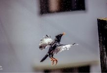 ফটোগ্রাফী – বর্ষায় নাগরিক পাখি বৃষ্টিভেজা শালিক