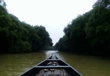 রাতারগুল-বিছানাকান্দি ভ্রমণ ও দরকারি কিছু টিপস রাতারগুল