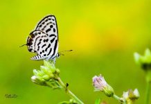 প্রকৃতির চিত্রকাব্য – প্রথম পর্ব সৌরভ সন্ধানে