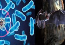 নিপাহ ভাইরাস সম্পর্কে সচেতন হউন