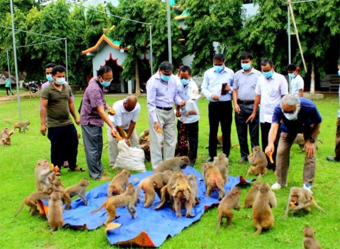 অবশেষে খাবার পেলো বিহারের ক্ষুধার্ত বানরগুলো