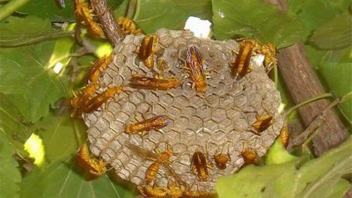 কদম আনতে গিয়ে ভীমরুলের কামড়ে মৃত্যু হলো রিয়ার