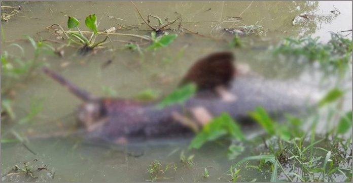 বোয়ালখালীতে খালে মিললো মৃত ডলফিন