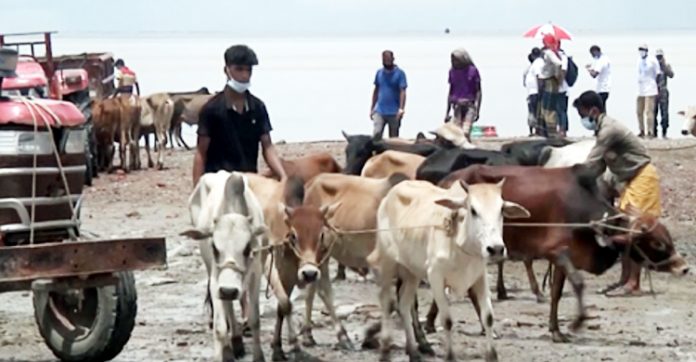 ভাসানচরের রোহিঙ্গাদের জন্য পৌঁছে গেছে কুরবানির পশু