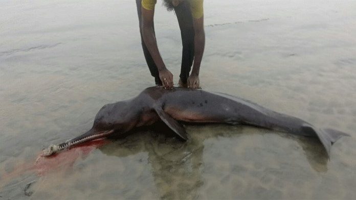 আবারো কুয়াকাটায়ে ভেসে এলো মৃত ডলফিন