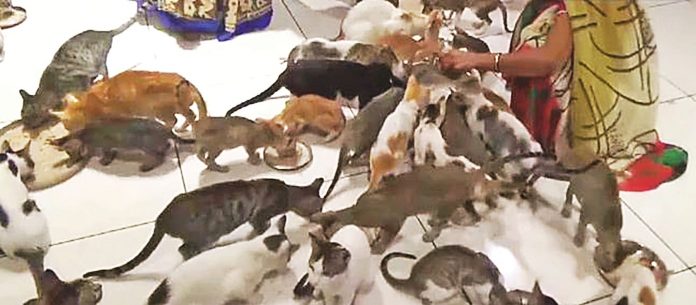 গুজরাটে বিড়ালের জন্য ‘আশ্রম’
