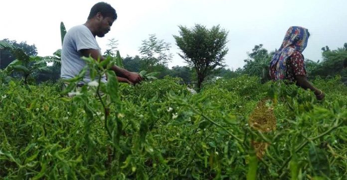 নওগাঁয় ৬০ টাকায় নামলো কাঁচামরিচের দাম