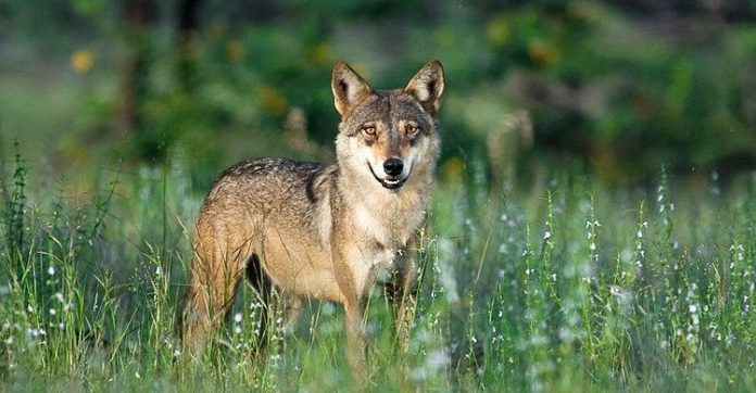 নারায়ণগঞ্জের আড়াইহাজারে শিয়ালের কামড়ে আহত ১২