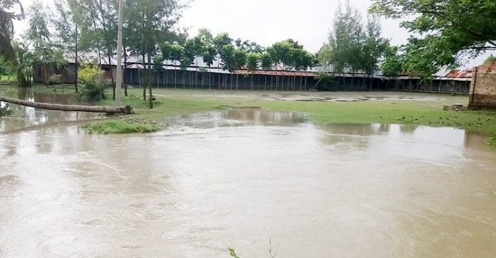 বিদ্যালয়ে যাওয়ার জন্য নেই কোনো রাস্তা, কালভার্ট; গাছই ভরসা